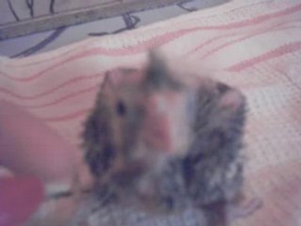 Bb callo