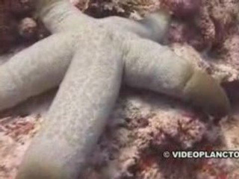 Etoile de mer enorme Nouvelle calédonie Ouvéa