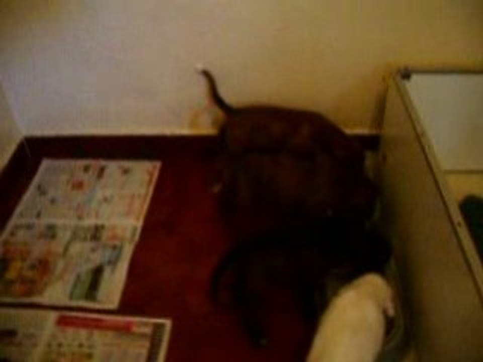 VIDEO repas chiots le 13 août 2008