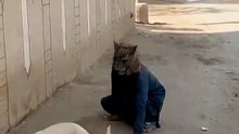 Prank Funny Dog