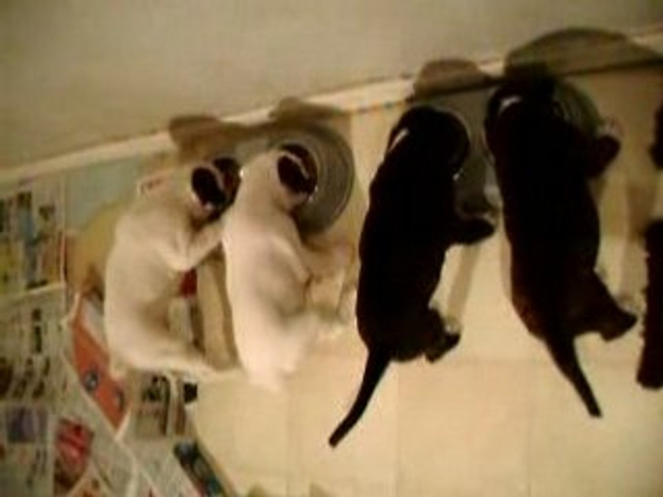 VIDEO repas chiots le 13 août 2008