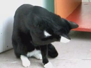 Freezby, un beau noir et blanc