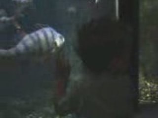 crapauto visite l'aquarium