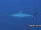 Requin albimaginatus nouvelle caledonie ouvéa