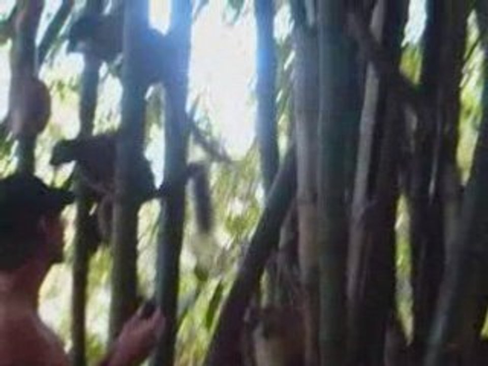 Maya jungle