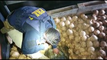 PRF apreende droga em Guarapari