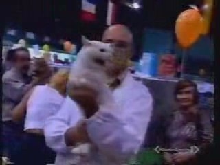WORLD SHOW CAT'S ROMA MILANO CFA WCF ITALIA
