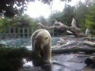 Attaque d'ours polaire