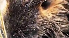 🦫 Beavers Are Secretly Preventing Wildfires