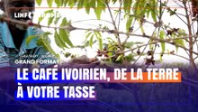 Journée internationale du café : de la plantation à la tasse, découvrez les coulisses du café