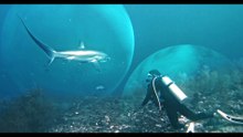 Interview with a Shark | movie | 2025 | Official Trailer