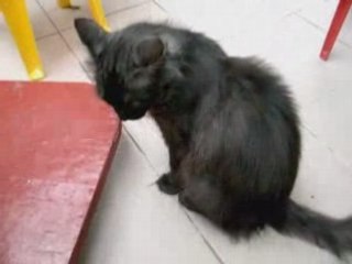 Asia, la beauté et la douceur