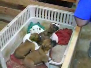 L'uomo che sussurrava ai cani