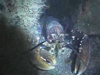 7 congres 2 homards (sans parler des crevettes)