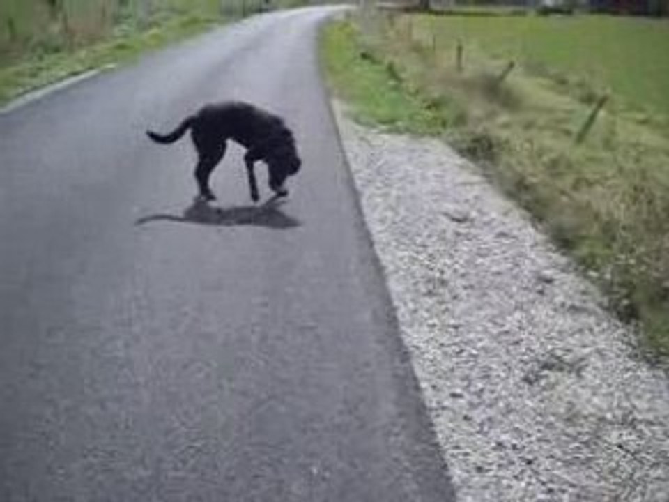 totof qui se proméne tout seul !!!