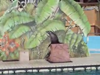 Spectacle otaries