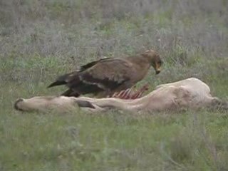 Aigle steppe sur poulain