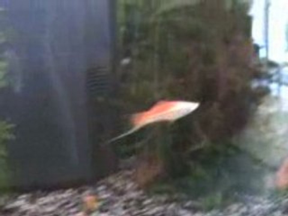 Poisson rat