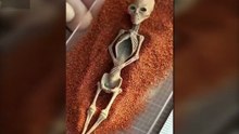 This Skeleton Is NOT Human? 👀