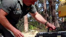 Death adder snake found hiding in Central Coast toolbox