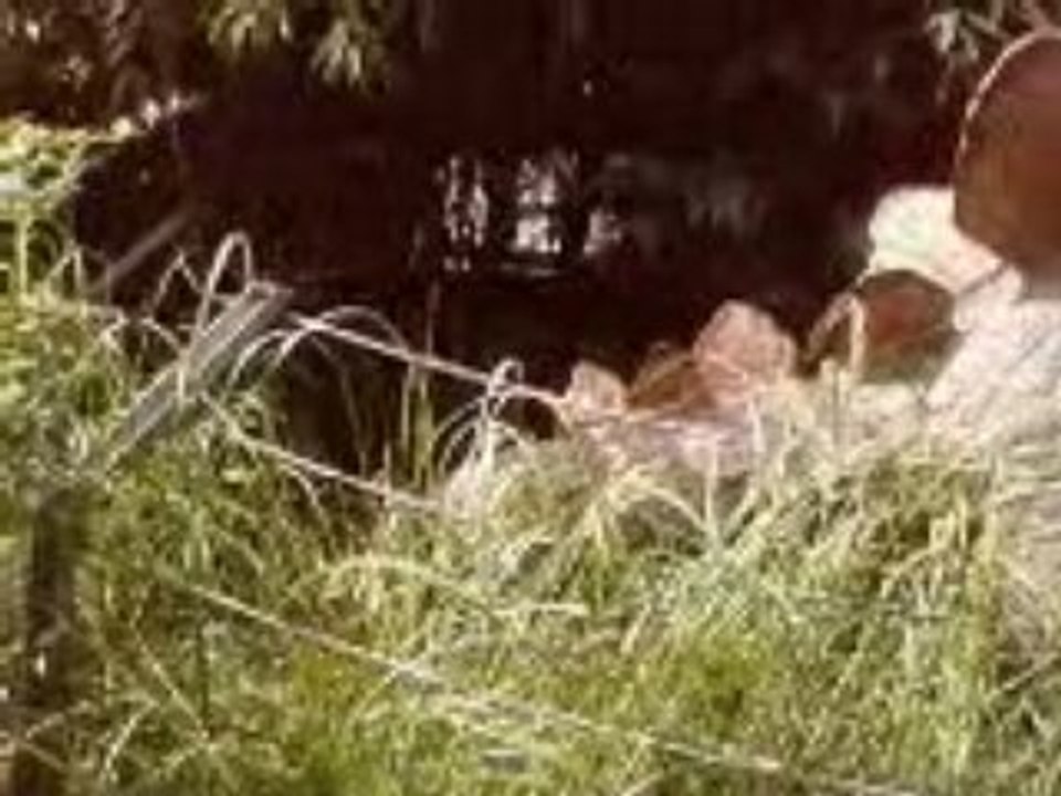 NIGLOLAND  NIGLOLAND