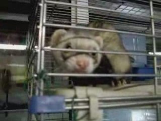 Mister Jingle, le furet