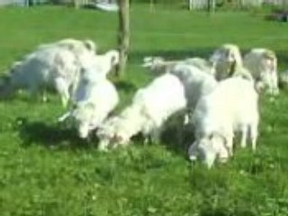chèvreslambon