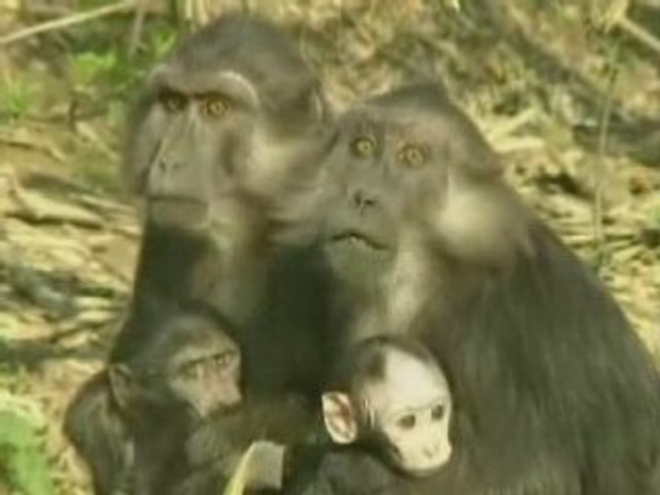 Impôts : la planète des singes.gj