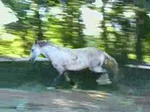 paso qui se defoule avant de bosser en liberté