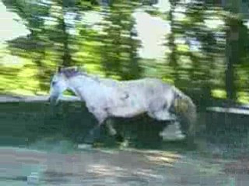 paso qui se defoule avant de bosser en liberté