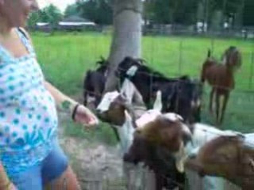 Funny Goat chévre