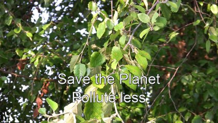 Birds and bugs can be our friends