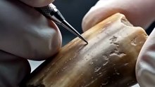 The Viking Trade Route Revealed by Walrus DNA