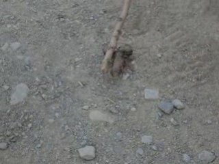 chasse aux scorpions