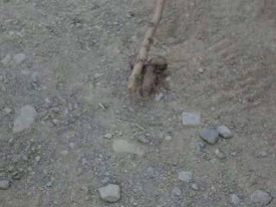chasse aux scorpions