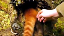 Ruby the Baby Red Panda Trapped in the Hollow Tree 🐾 | Animal Rescue