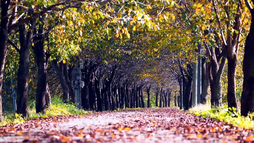 🌳 Promenade au Cœur des Arbres – Musique Relaxante