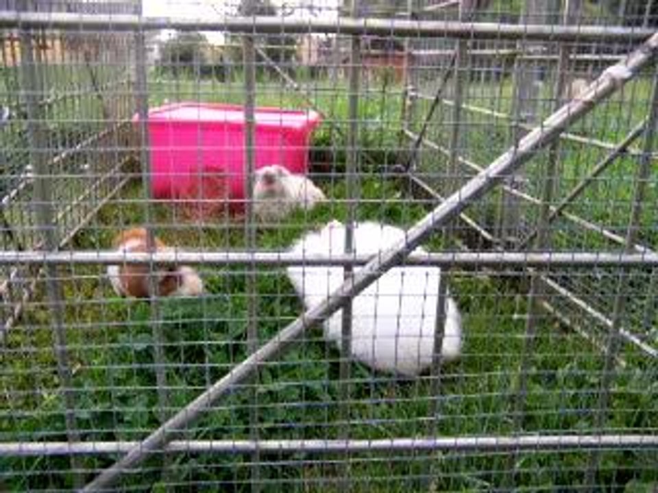 Doudou, Mario et Ruselle
