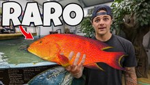 Comprando un mero SÚPER RARO para mi estanque de tiburones!