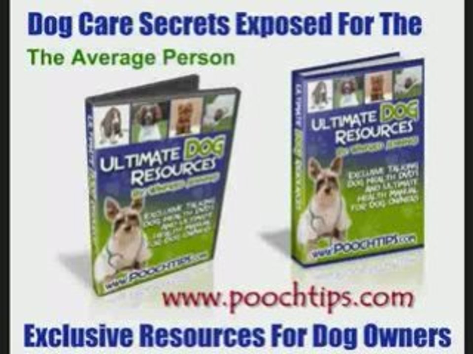 Potty Training Your Dog