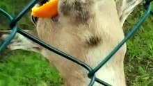 Who doesn_t_ I also confess to being a food addict 🙋🏻‍♂️ Petunia learnt from someone 🤭 She e