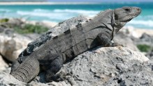 12 Reptiles to Jumpstart Your Terrarium