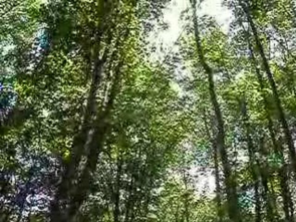 Les arbres de la Roque