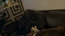 Adorable dogs play together in a burst of carefree energy