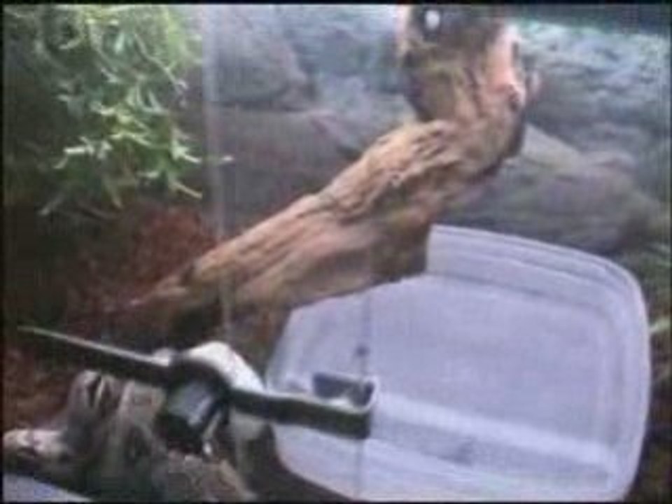 L' attaque de ma femelle boa