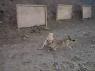Chiens collés