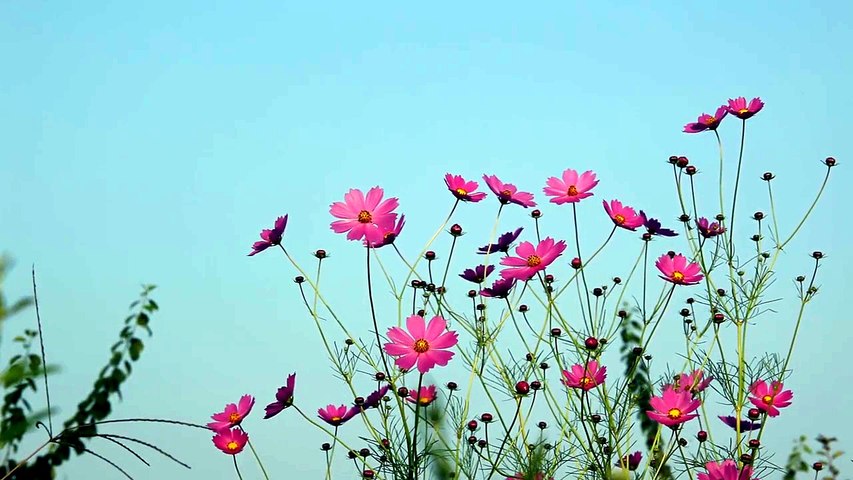 🌸 Jardin de Fleurs Roses 🌹 _ Musique Relaxante et Ambiance Zen