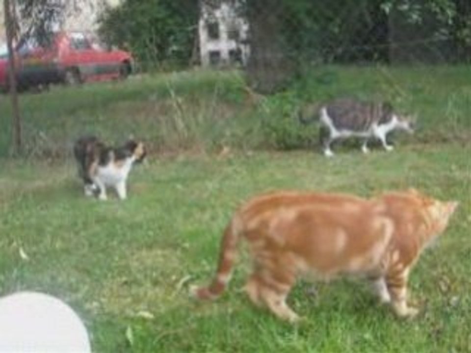 Mes aristochats montage