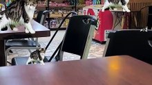 See if you can find all 10 adorable cats!