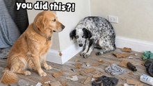 Trixie the Wild-Born Rescue Dog Trashes the House | Golden Retriever Rescue Story